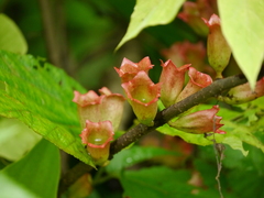 Indian tolyphanthus (Tolypanthus lagenifer)