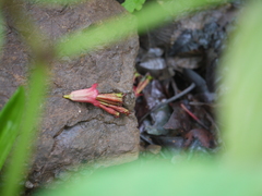 Indian tolyphanthus (Tolypanthus lagenifer)