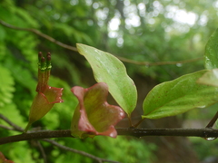 Indian tolyphanthus (Tolypanthus lagenifer)