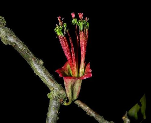 Indian tolyphanthus (Tolypanthus lagenifer)