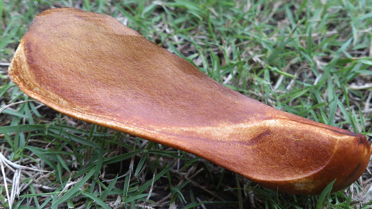 Toona calantas: A single seed of a Toona calantas also known as the Philippine mahogany tree.