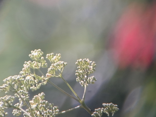 Australian redcedar (Toona ciliata)