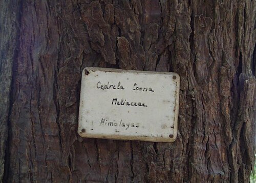 Australian redcedar: This photo taken at Orman garden (spring) - Cairo