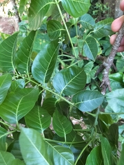 Australian redcedar (Toona ciliata)