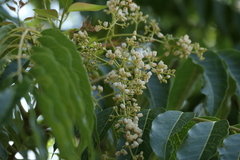 Australian redcedar (Toona ciliata)