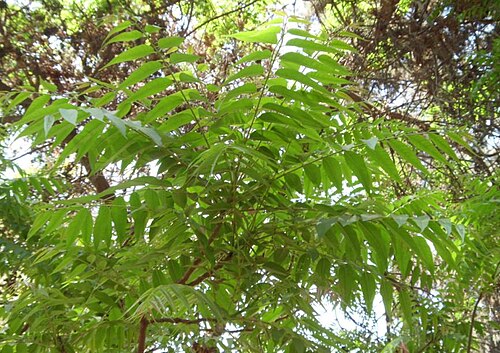 Australian redcedar: This photo taken at Orman garden (spring) - Cairo