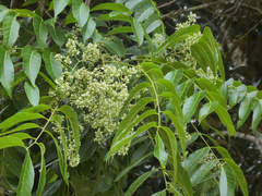 Australian redcedar (Toona ciliata)