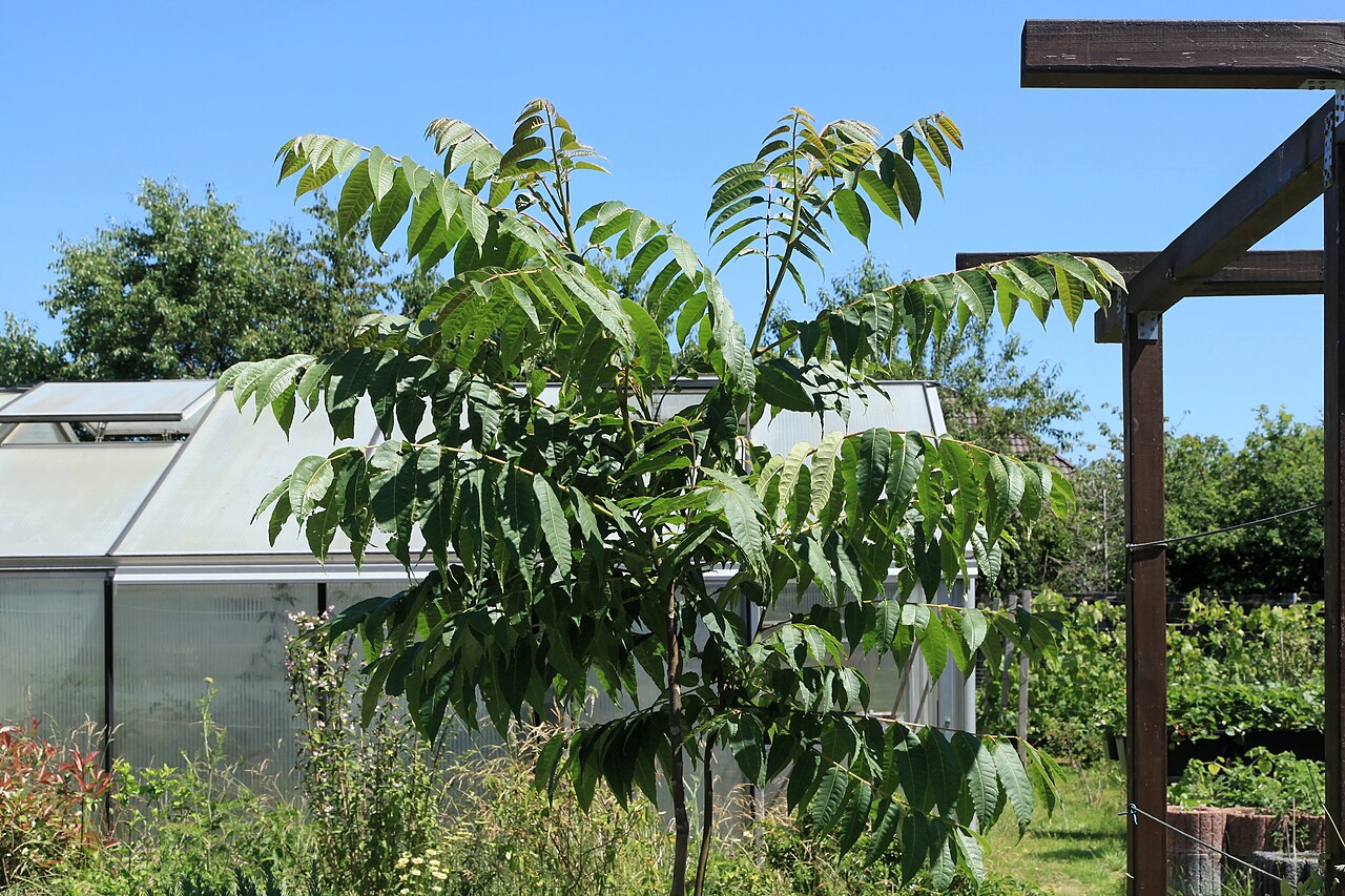 Beef and onion plant: Toona sinensis in Kluse (Emsland)
