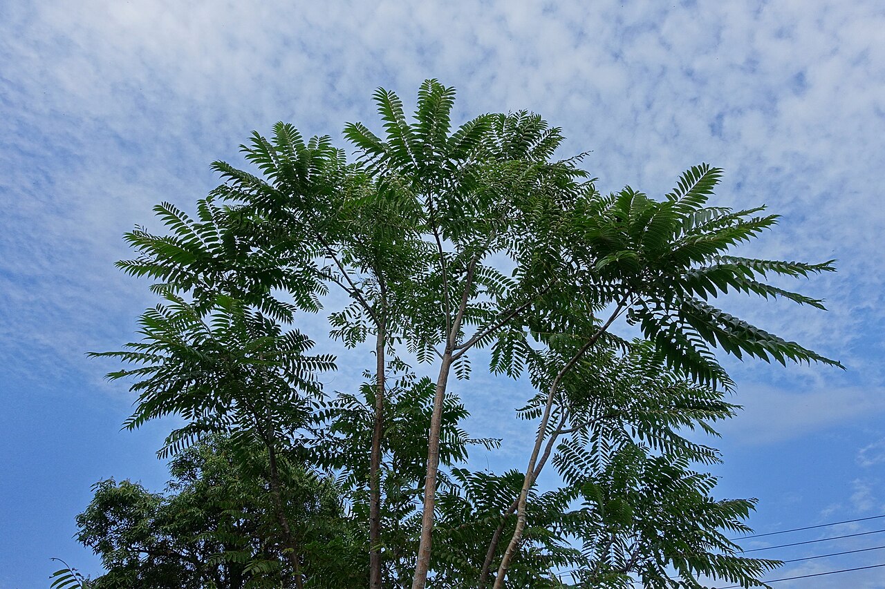 Beef and onion plant: A Toona sinensis tree
