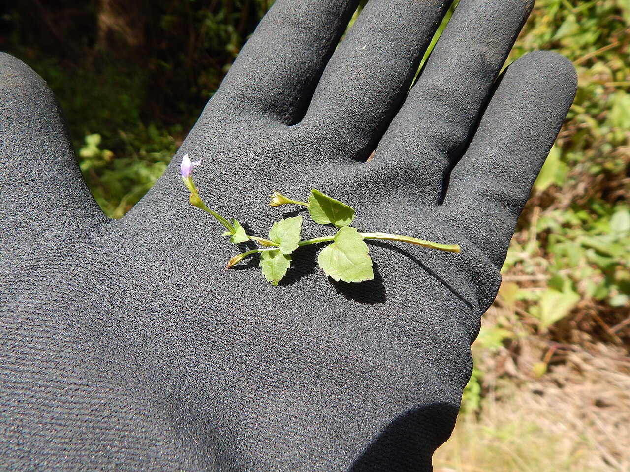 Wishbone flower: Torenia glabra (Torenia) Branch at Wailua, Maui, Hawaii. September 09, 2014 #140909-1814 Image Use Policy Misapplied as Torenia asiatica in Hawaii. Also placed