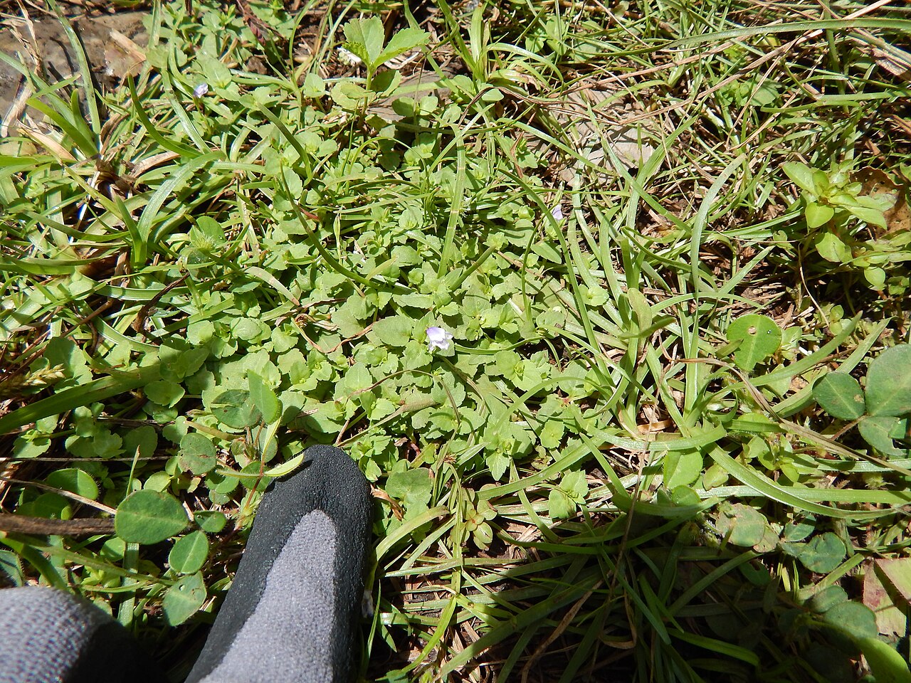 Wishbone flower: Torenia glabra (Torenia) Flowering habit at Wailua, Maui, Hawaii. September 09, 2014 #140909-1812 Image Use Policy Misapplied as Torenia asiatica in Hawaii. Als