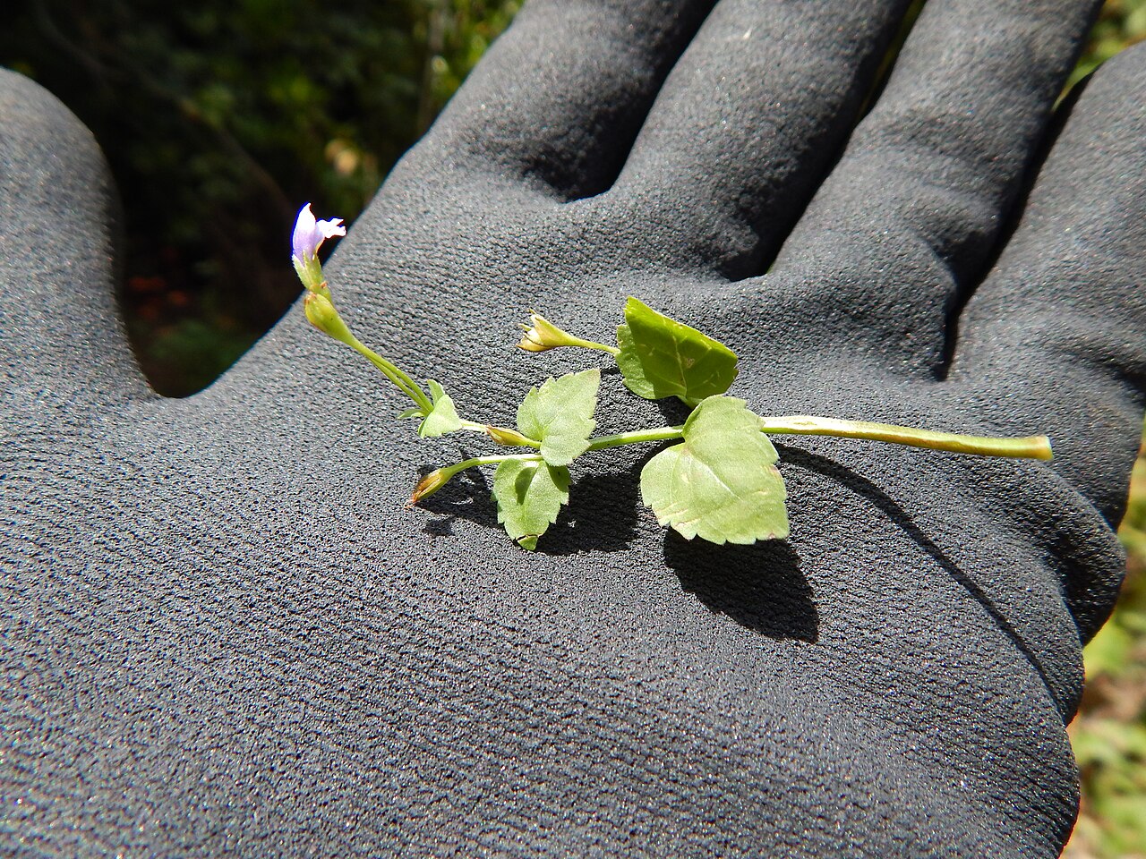 Wishbone flower: Torenia glabra (Torenia) Flowers and leaves at Wailua, Maui, Hawaii. September 09, 2014 #140909-1815 Image Use Policy Misapplied as Torenia asiatica in Hawaii.