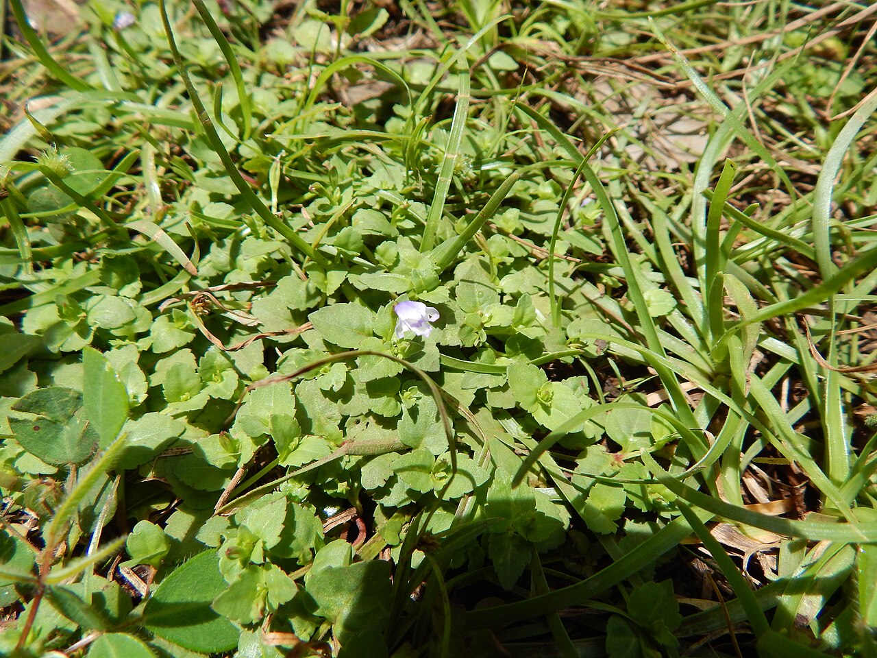 Wishbone flower: Torenia glabra (Torenia) Flowering habit at Wailua, Maui, Hawaii. September 09, 2014 #140909-1813 Image Use Policy Misapplied as Torenia asiatica in Hawaii. Als