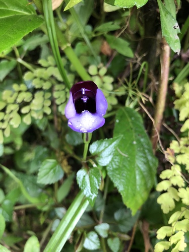 Torenia bicolor (Torenia bicolor)