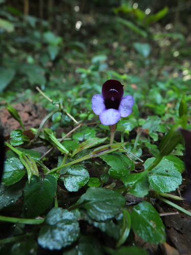 Torenia bicolor (Torenia bicolor)