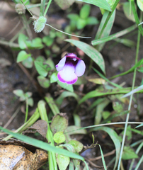 Torenia bicolor (Torenia bicolor)