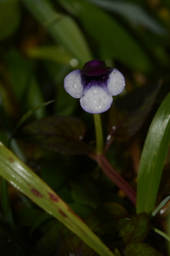 Torenia bicolor (Torenia bicolor)