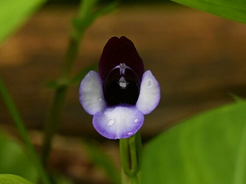 Torenia bicolor (Torenia bicolor)