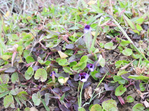 Torenia bicolor (Torenia bicolor)