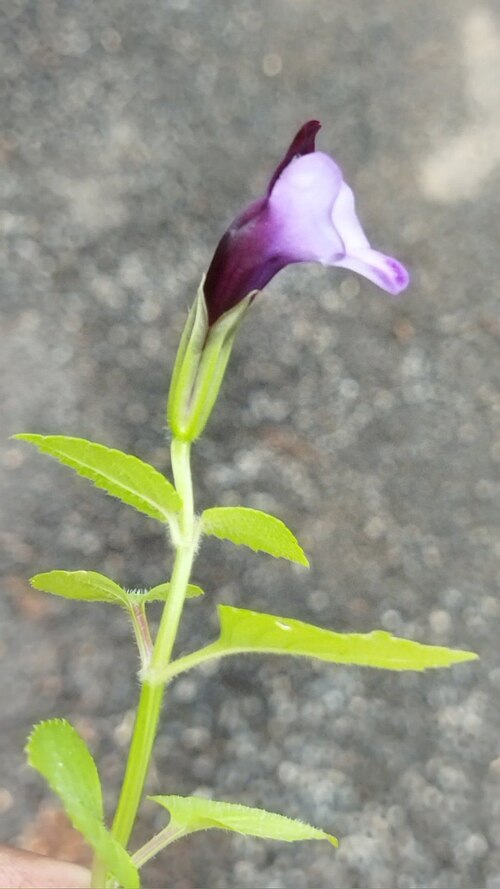 Torenia bicolor: Torenia bicolor