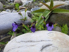 Torenia bicolor (Torenia bicolor)