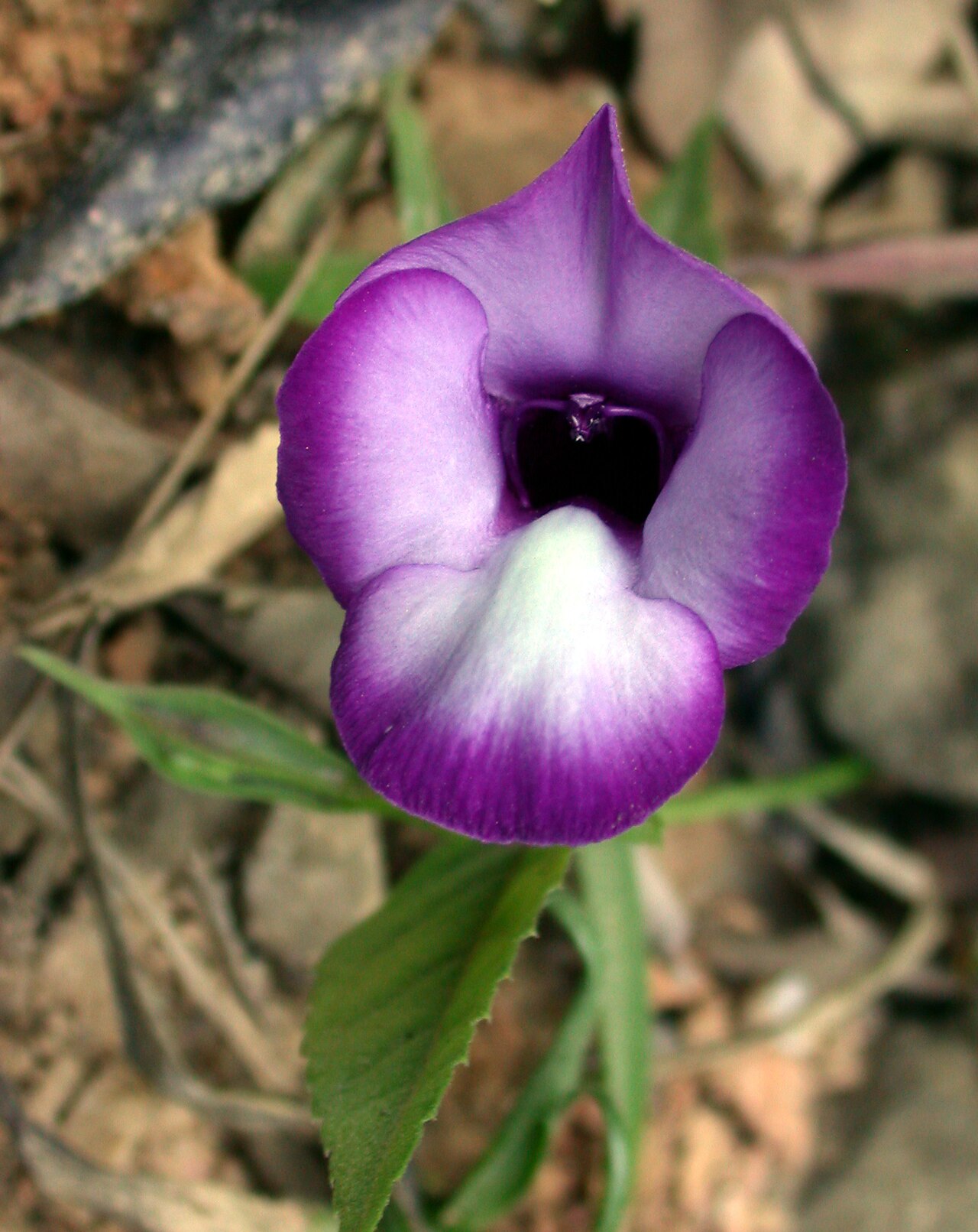 Torenia chevalieri: Kaeng Krachan N.P Thailand