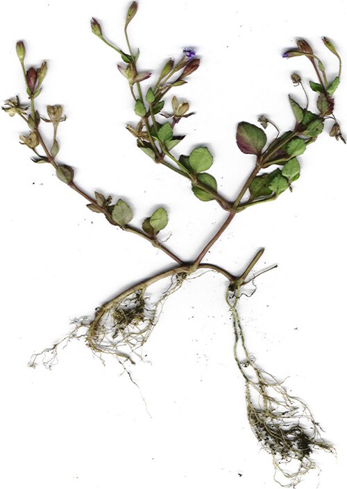 Malaysian false pimpernel: Lindernia crustacea (plant). Location: Hawaii, Hilo
