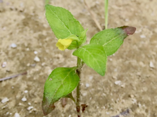 Torenia flava (Torenia flava)