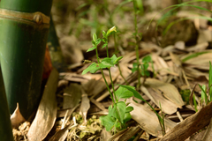Torenia flava (Torenia flava)