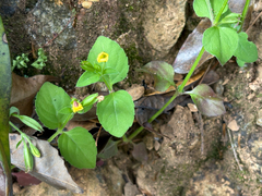 Torenia flava (Torenia flava)