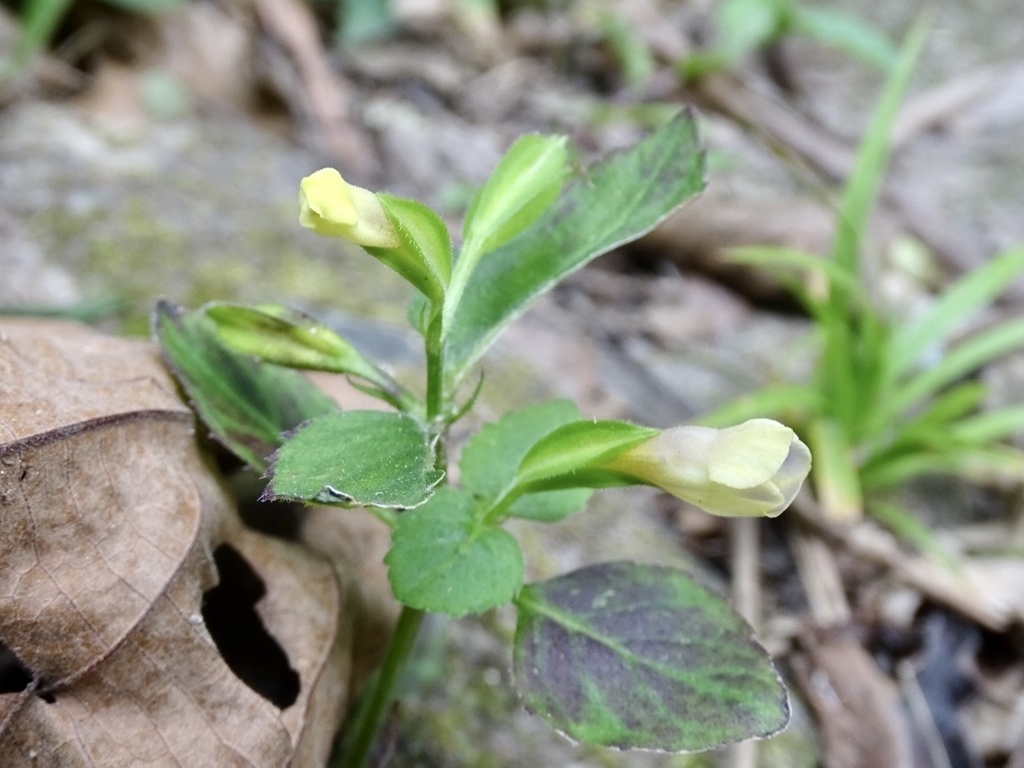 Torenia flava (Torenia flava)