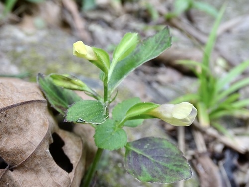 Torenia flava (Torenia flava)