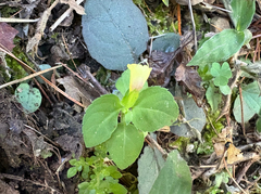 Torenia flava (Torenia flava)