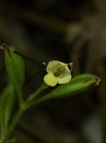 Torenia flava (Torenia flava)