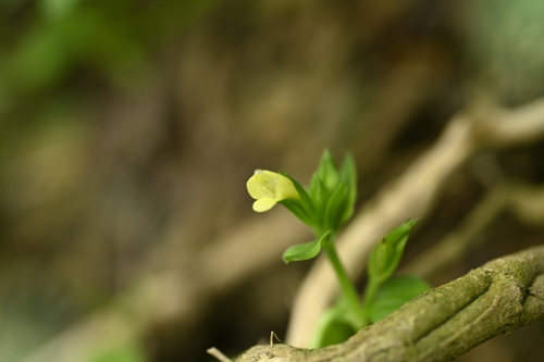Torenia flava (Torenia flava)