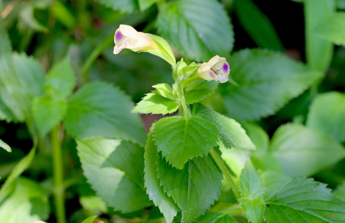 Torenia fordii (Torenia fordii)