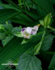 Torenia fordii (Torenia fordii)