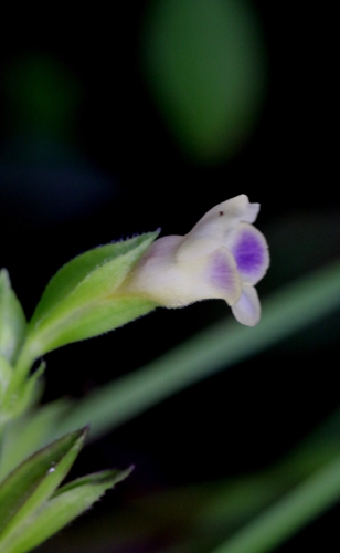Torenia fordii (Torenia fordii)