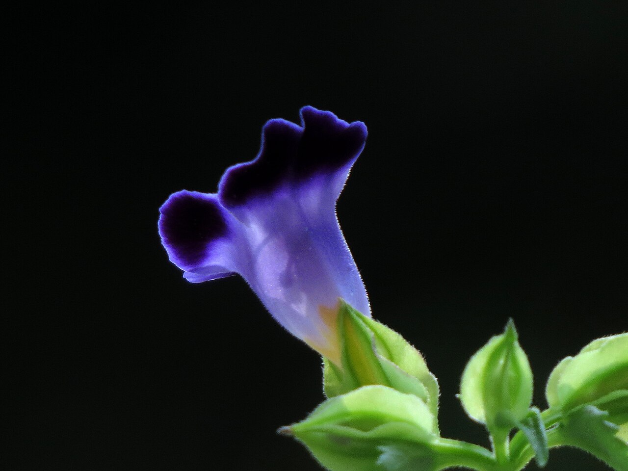 Bluewings: Copelia - Pensamiento de Boívar