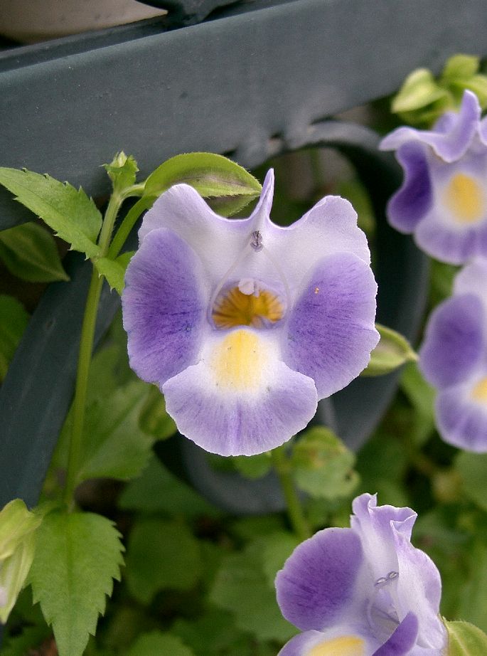 Bluewings: Torenia fournieri