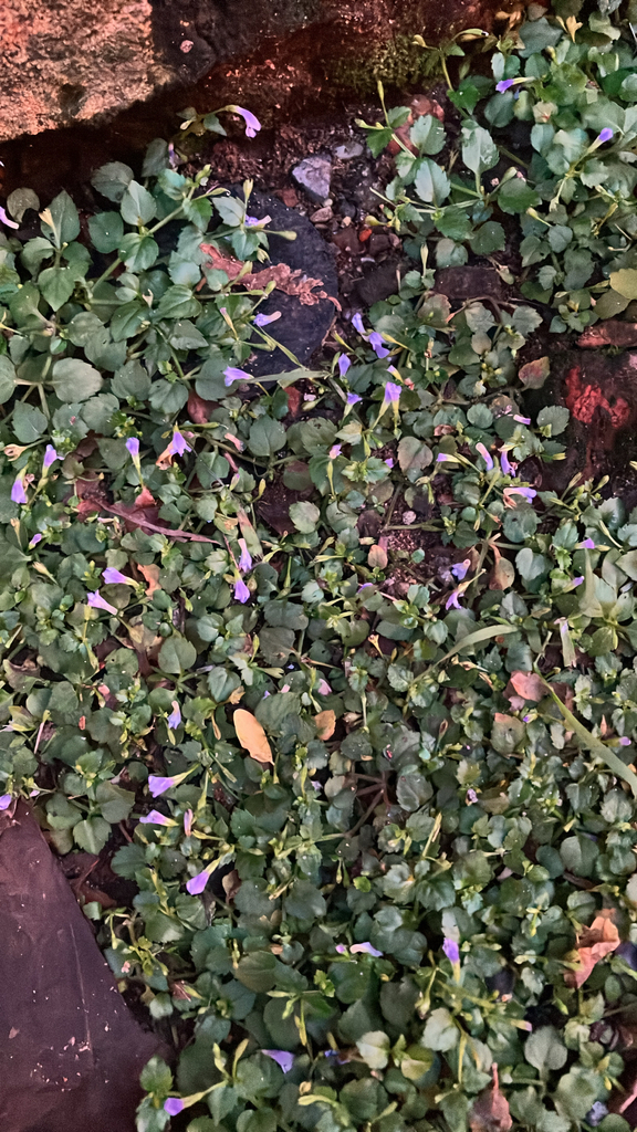 Torenia godefroyi (Torenia godefroyi)