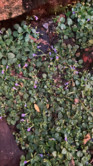 Torenia godefroyi (Torenia godefroyi)