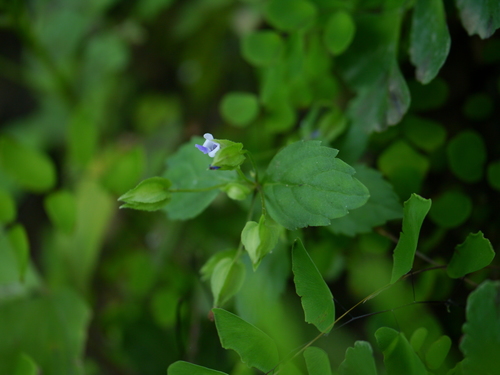 Torenia indica (Torenia indica)