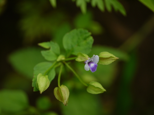 Torenia indica (Torenia indica)