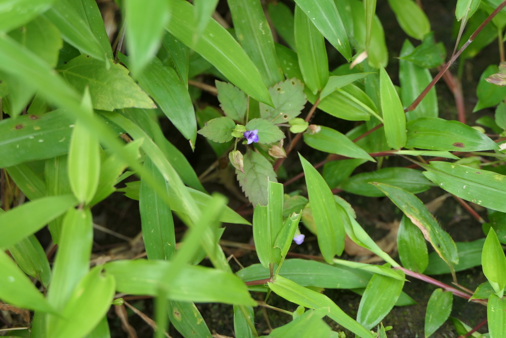 Torenia indica (Torenia indica)