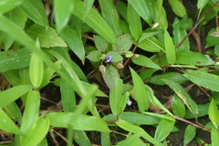Torenia indica (Torenia indica)