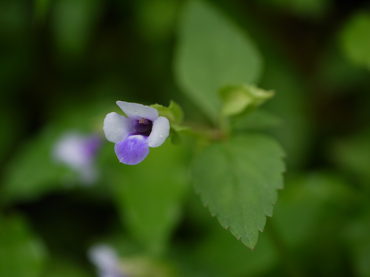 Torenia indica: Scrophulariaceae (scrophularia, or figwort family) » Torenia indica Sald. tor-EN-ee-uh -- named for Rev. Olof Toren, 18th century Swedish chaplain IN-dih-kuh or