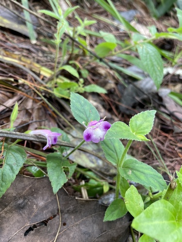 Torenia pierreana (Torenia pierreana)