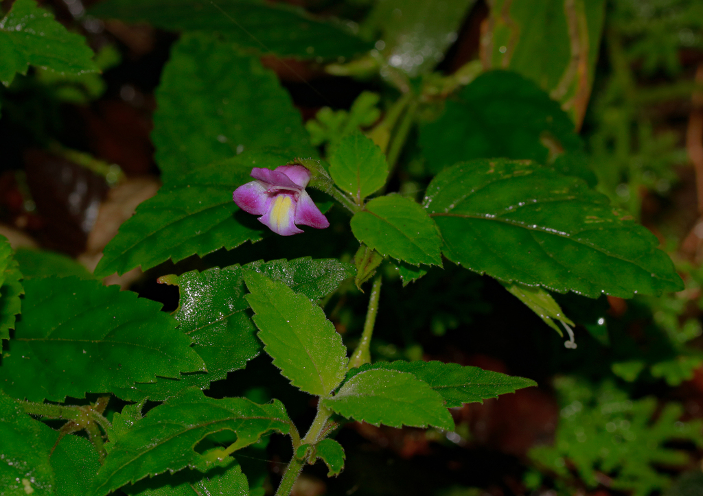 Torenia pierreana (Torenia pierreana)