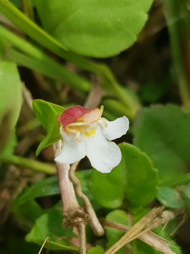 Torenia polygonoides (Torenia polygonoides)